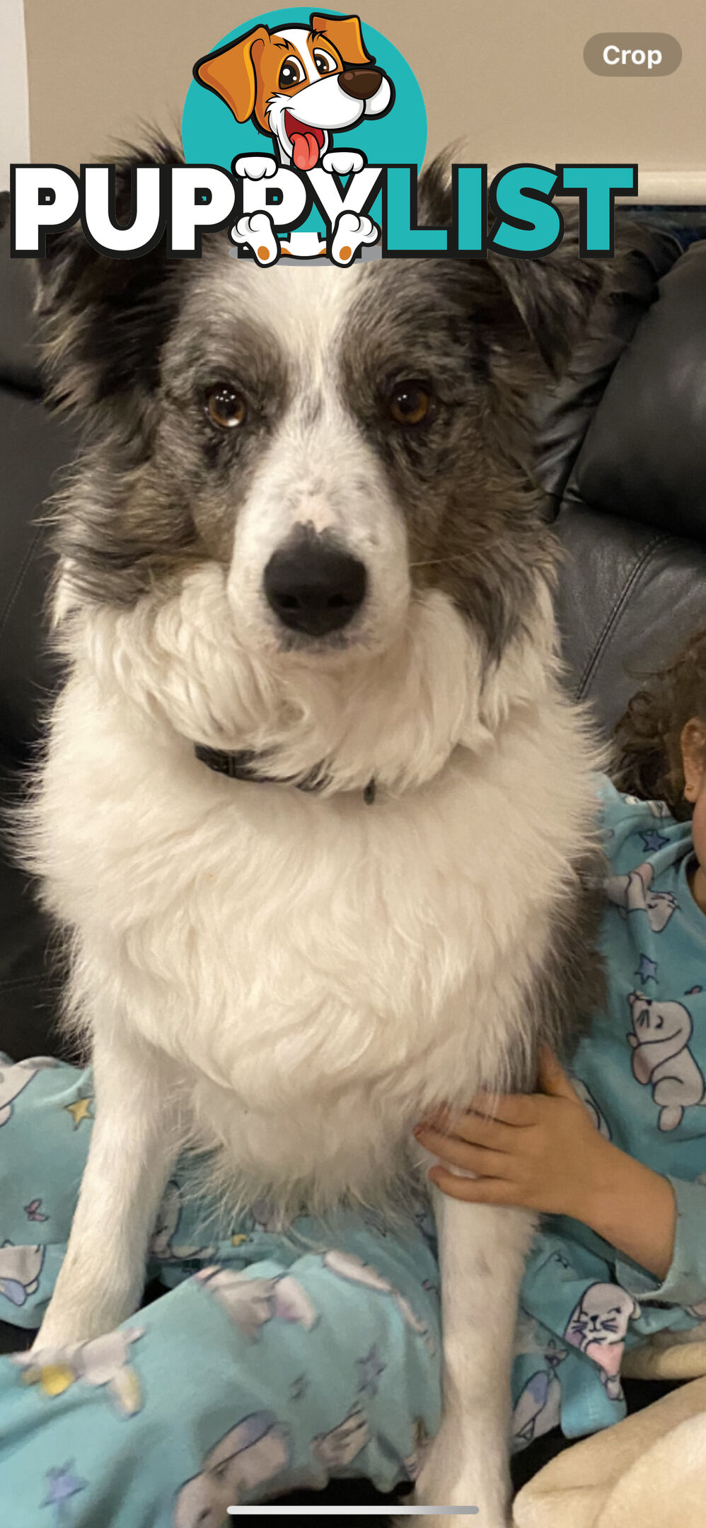 Border collie puppies