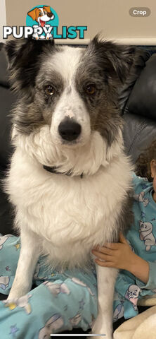 Border collie puppies