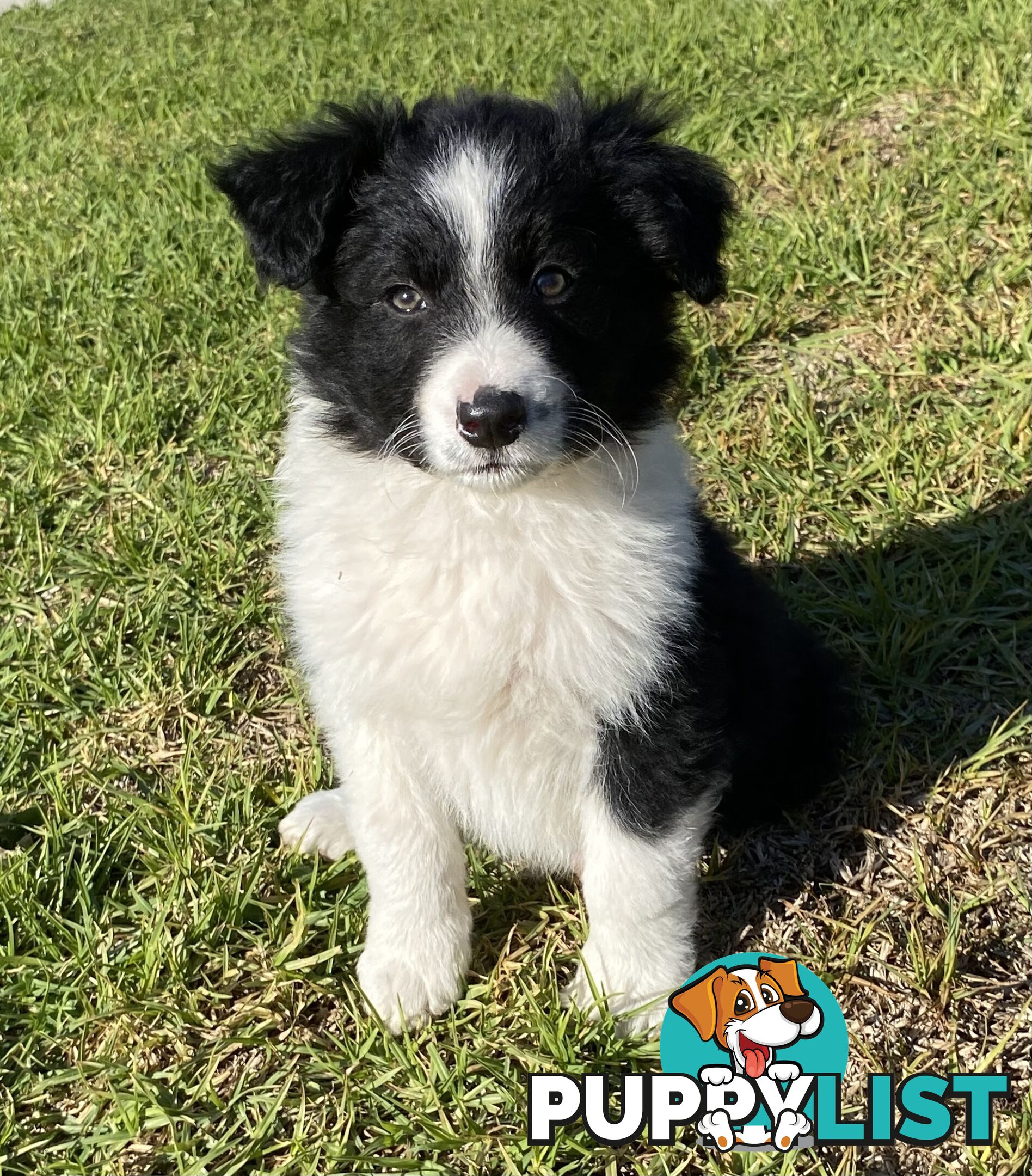 Border collie puppies