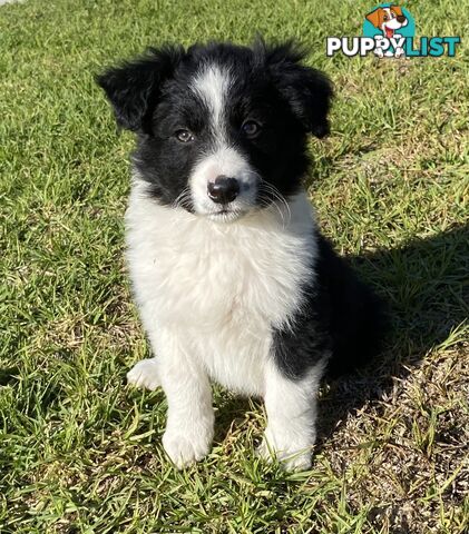 Border collie puppies