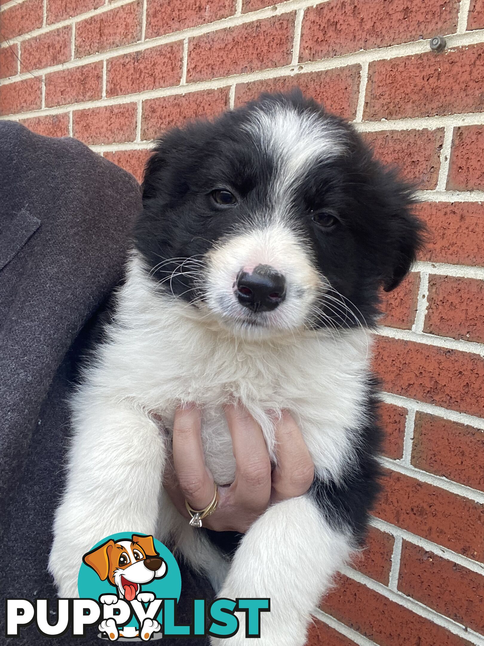 Border collie puppies
