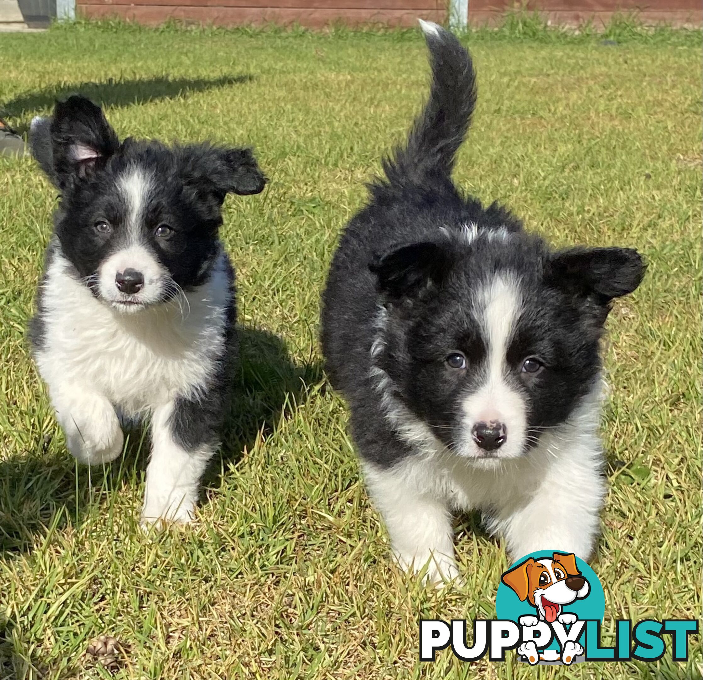 Border collie puppies