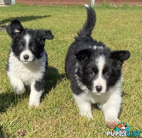 Border collie puppies