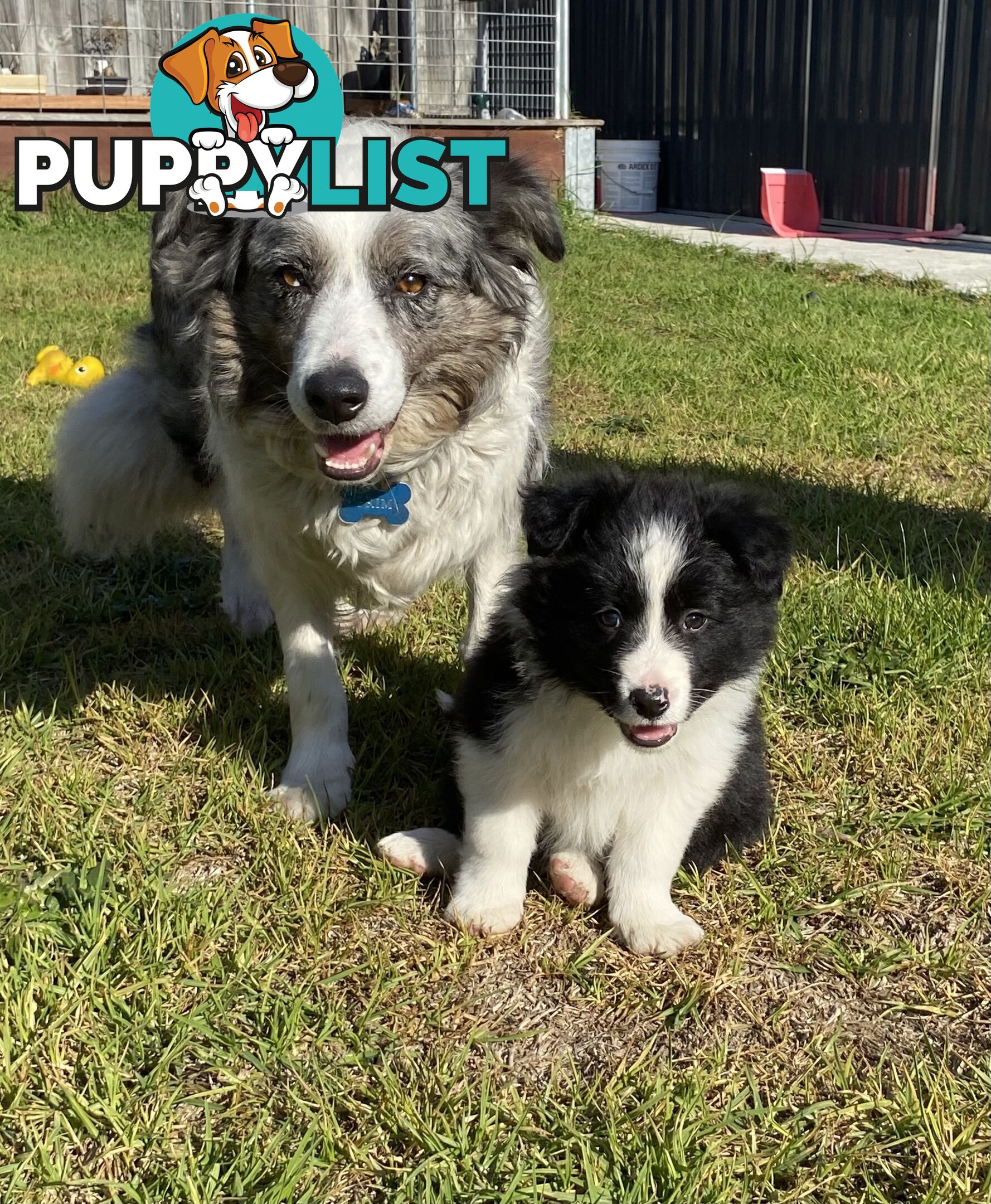 Border collie puppies