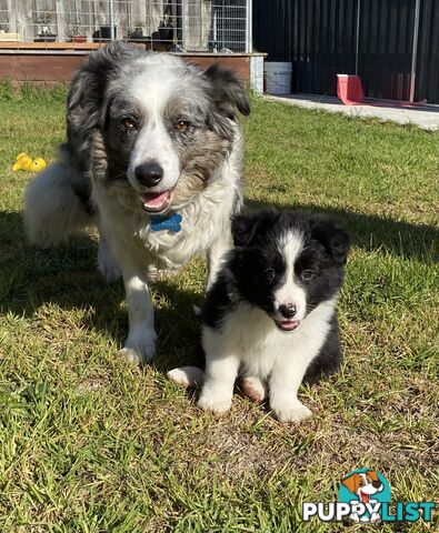Border collie puppies