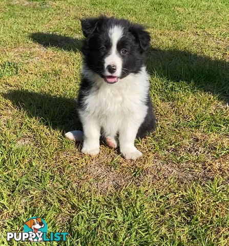 Border collie puppies