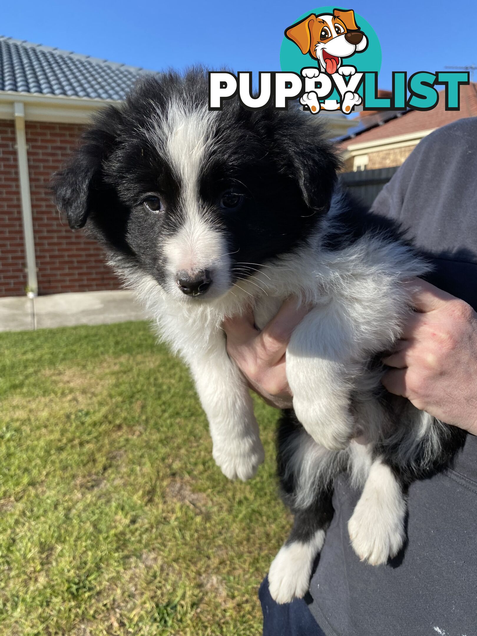 Border collie puppies