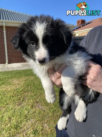 Border collie puppies