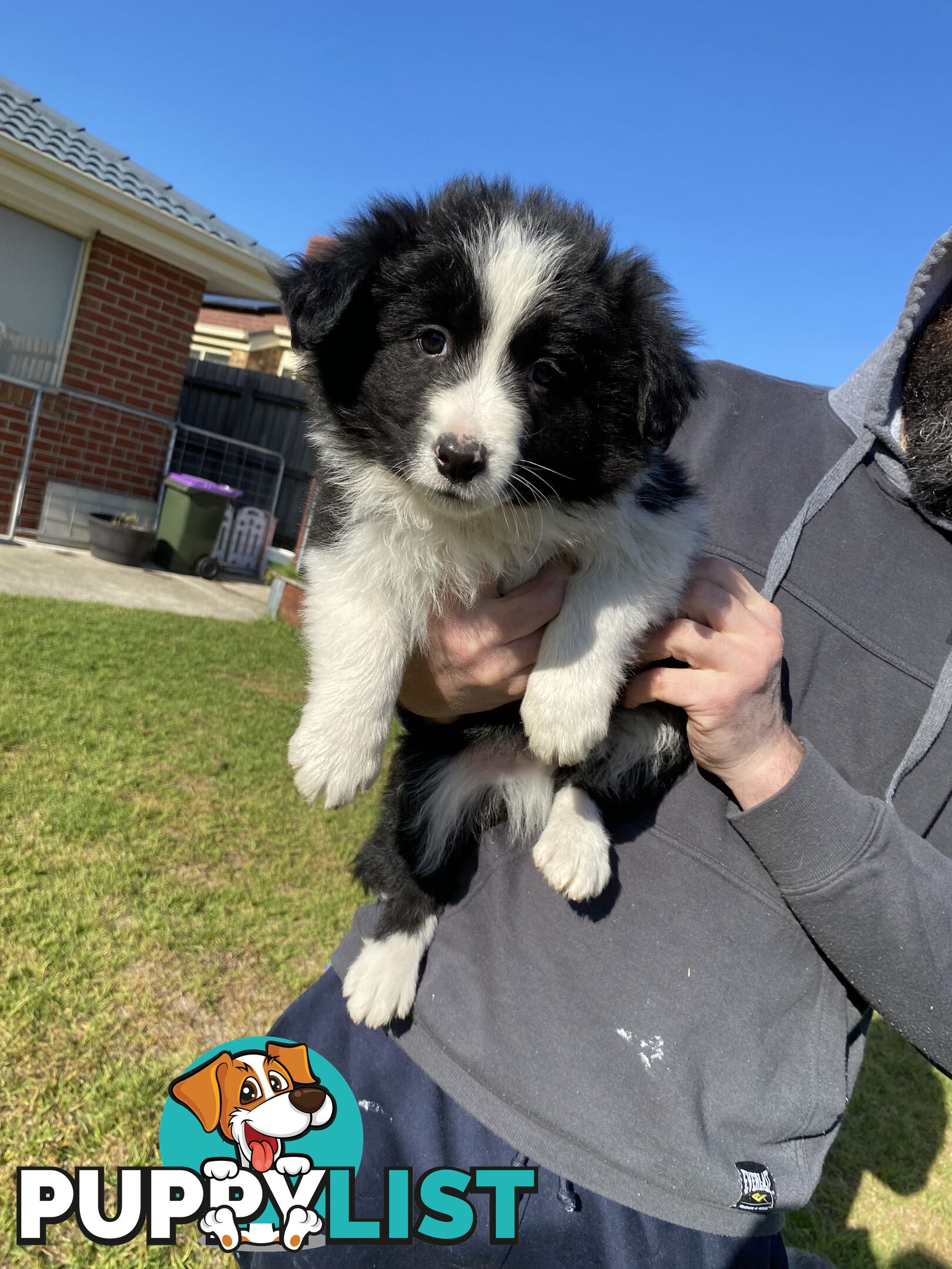 Border collie puppies