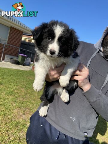 Border collie puppies