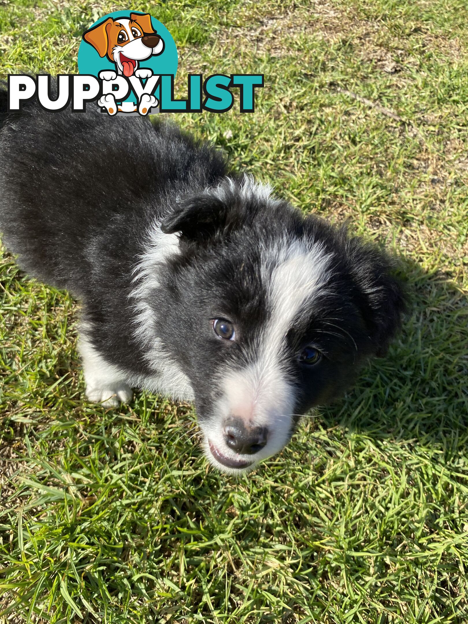 Border collie puppies