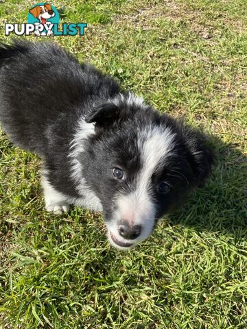 Border collie puppies