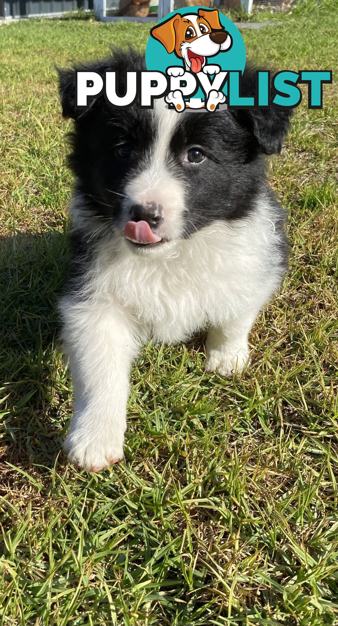 Border collie puppies