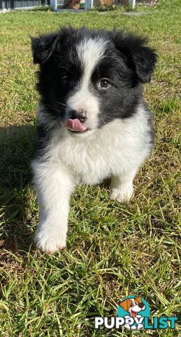 Border collie puppies