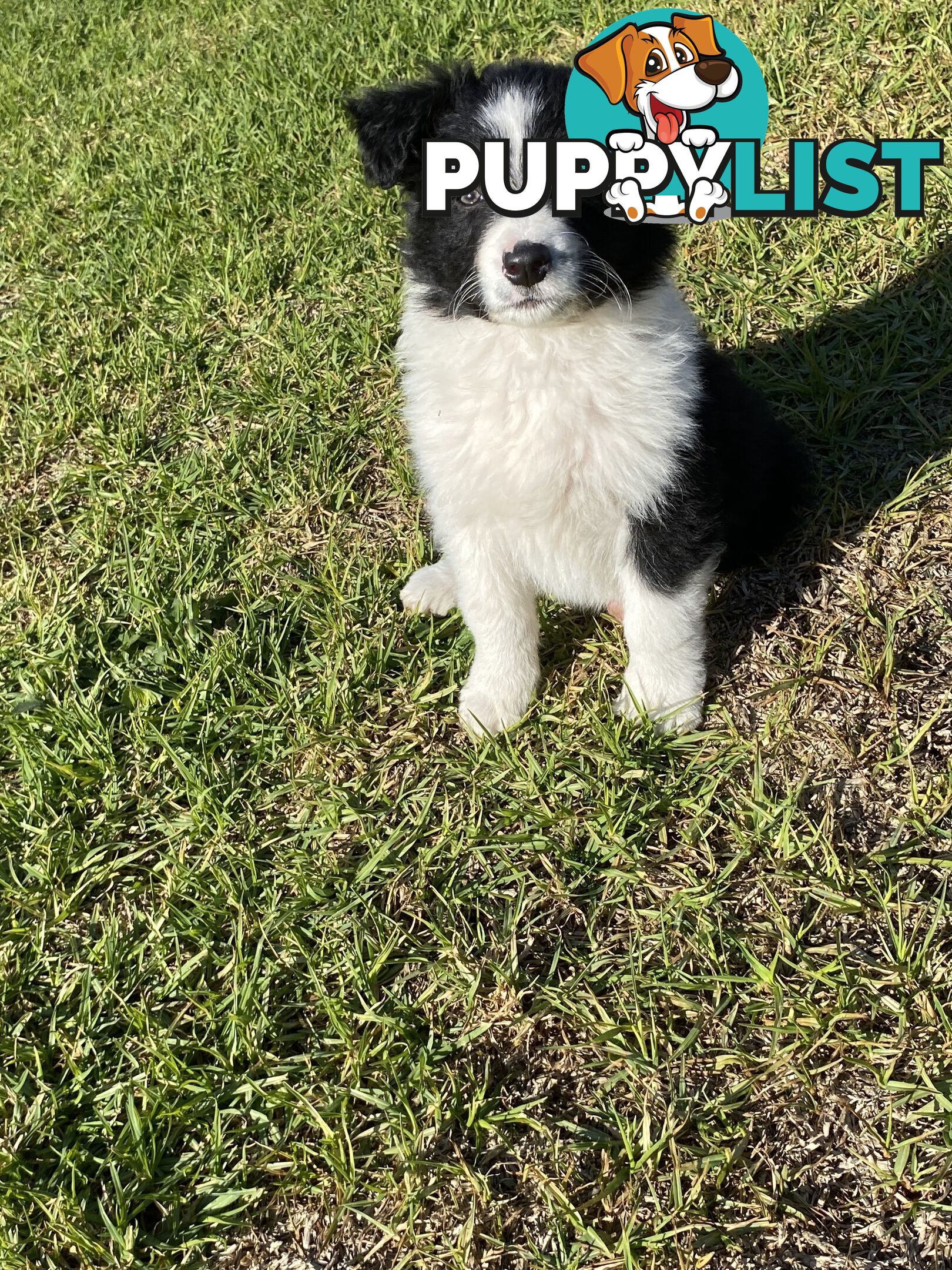 Border collie puppies