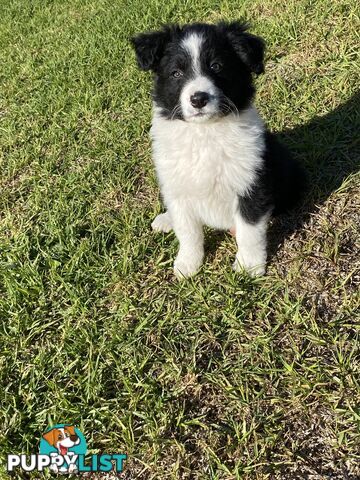 Border collie puppies
