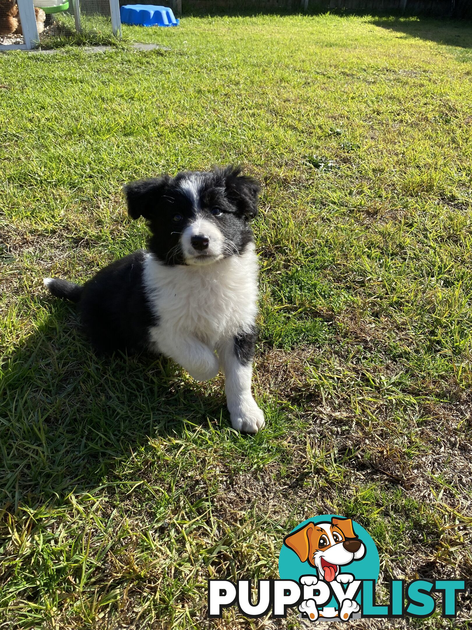 Border collie puppies