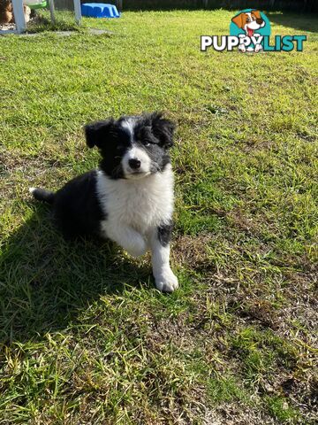 Border collie puppies