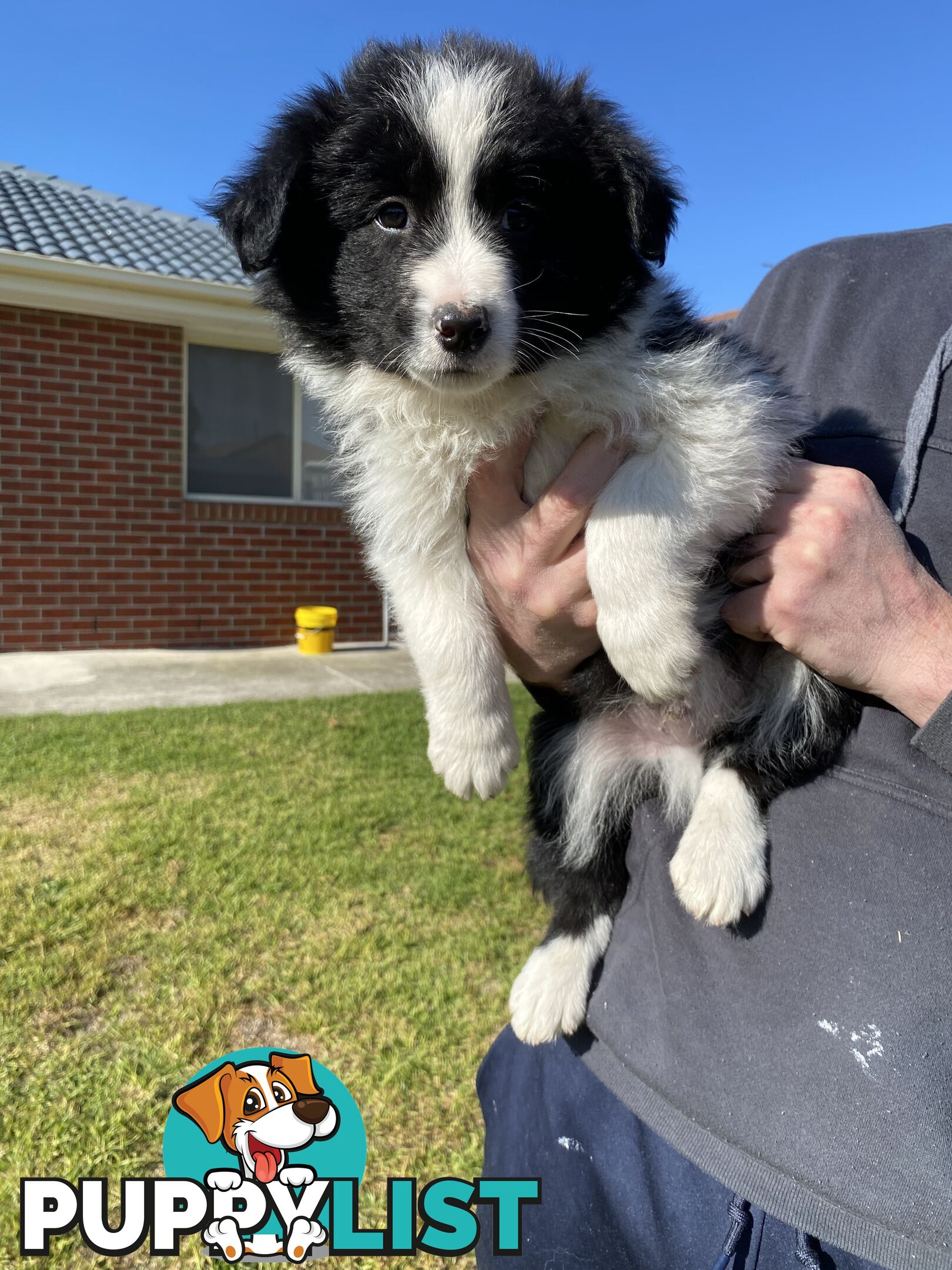 Border collie puppies