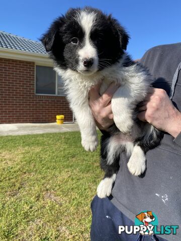 Border collie puppies
