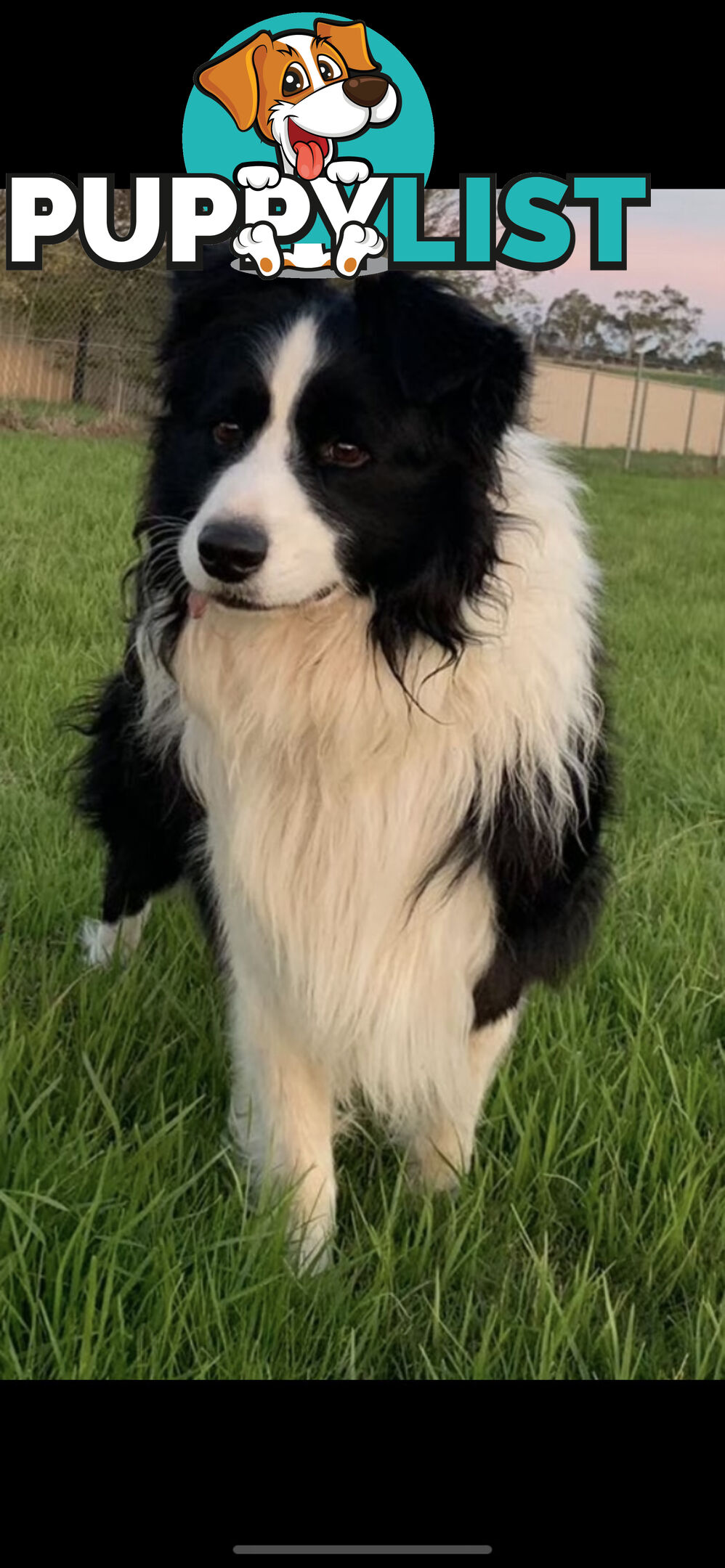 Border collie puppies