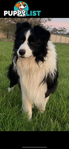 Border collie puppies