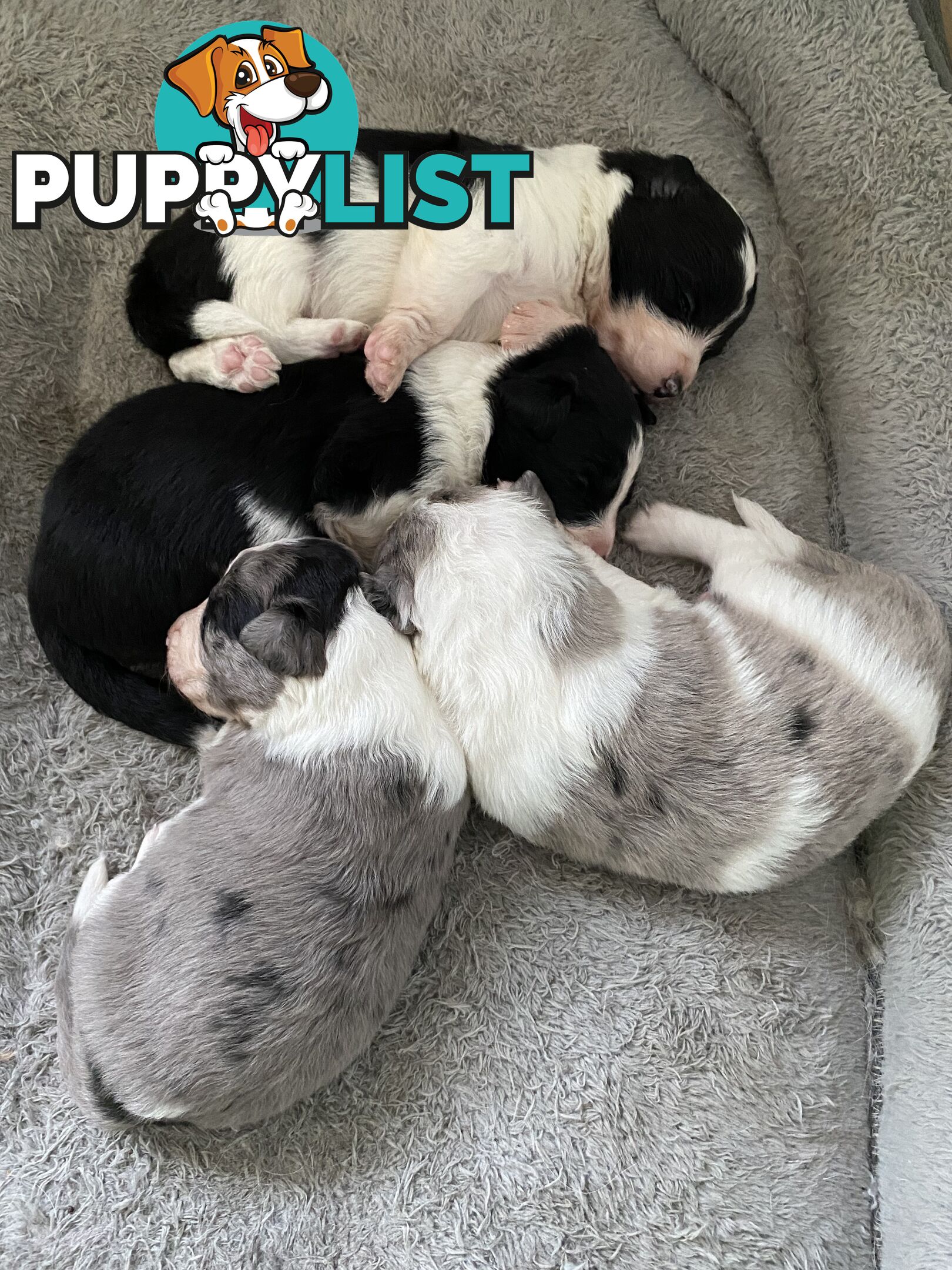 Border Collie Puppies