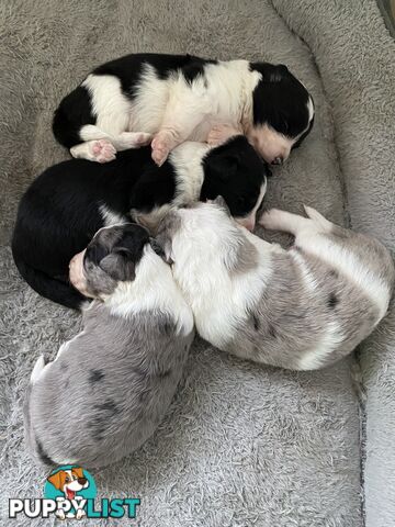 Border Collie Puppies