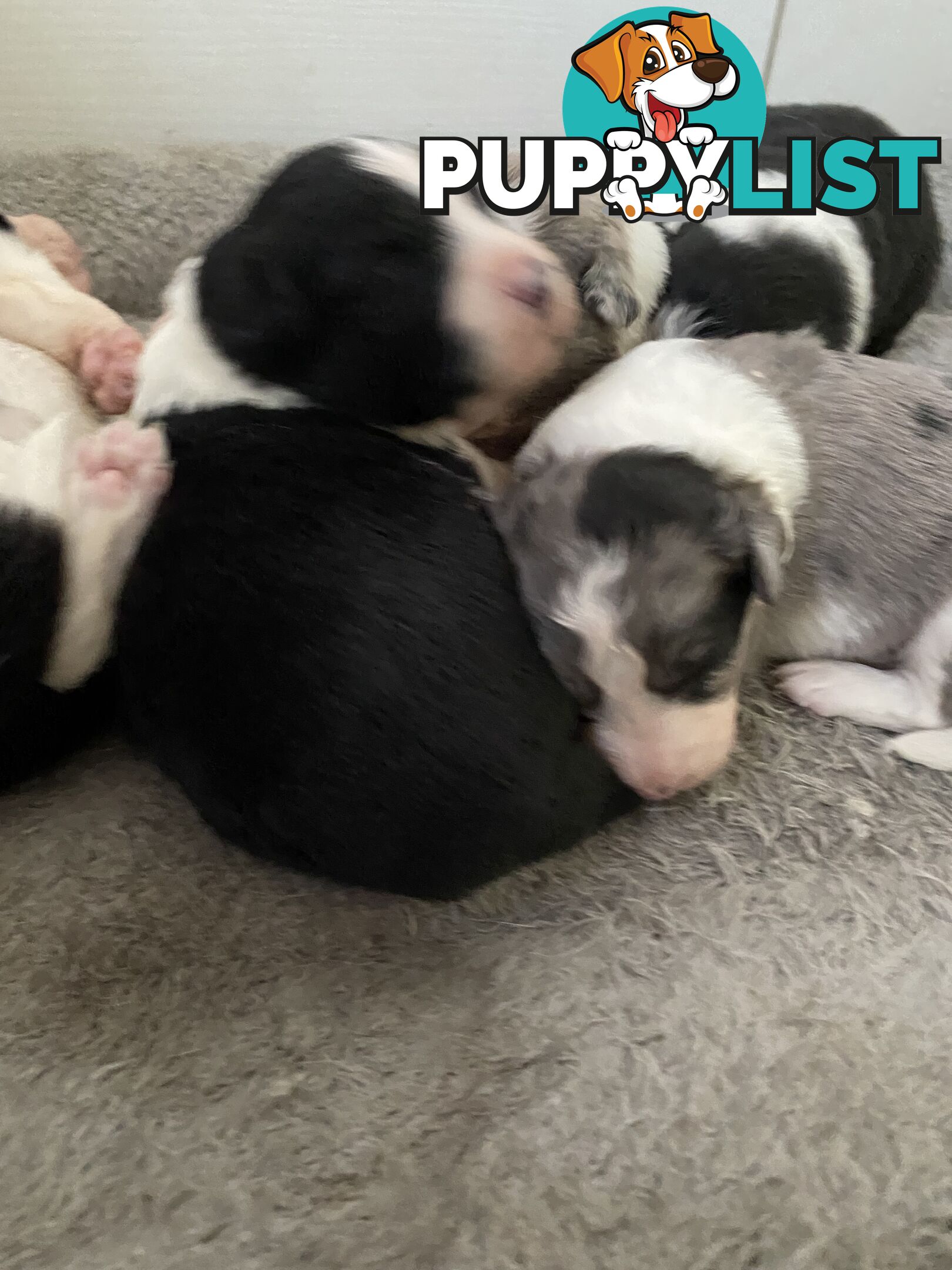 Border Collie Puppies