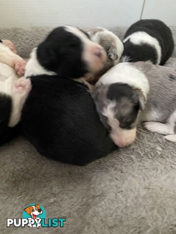 Border Collie Puppies