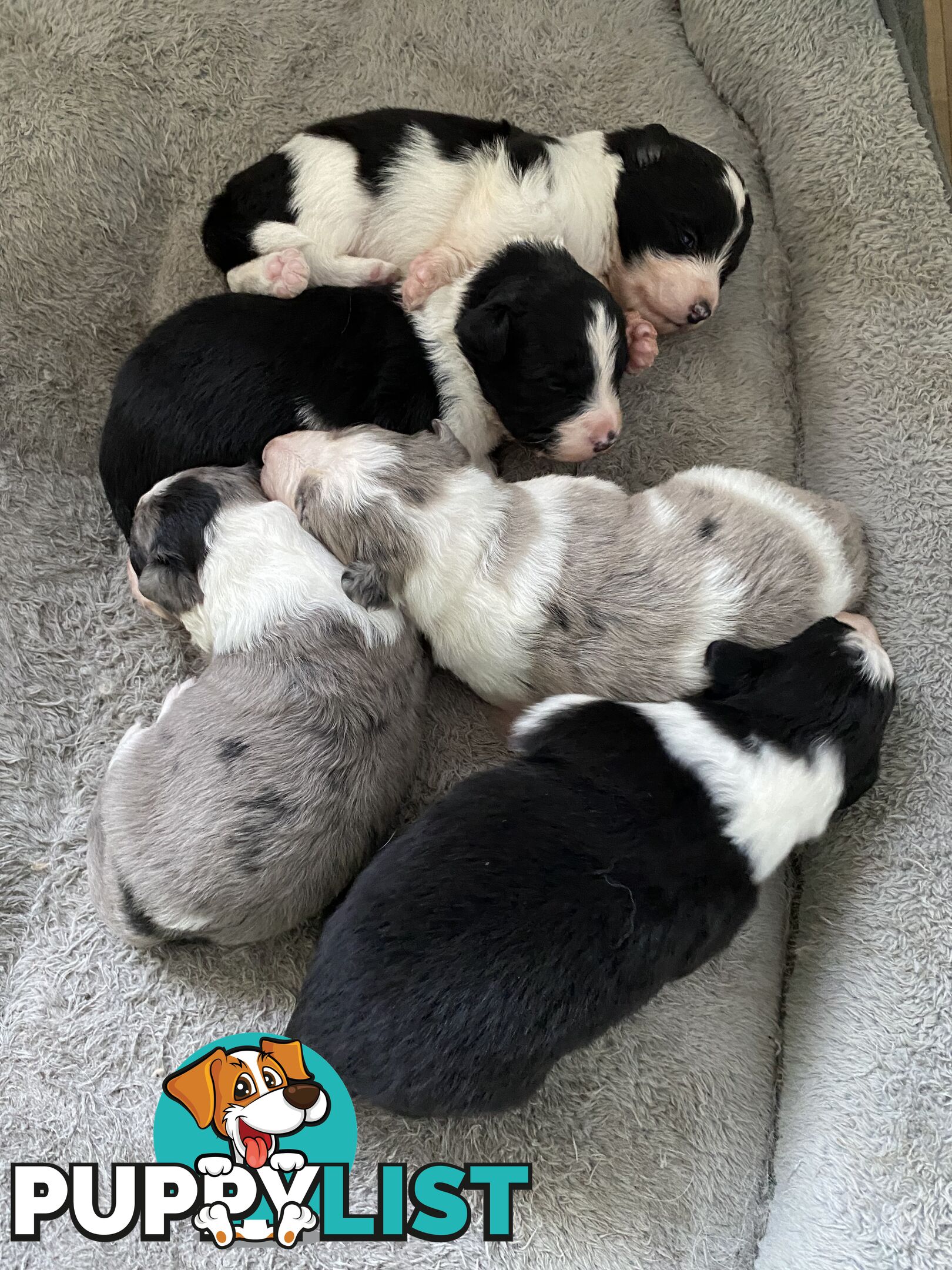 Border Collie Puppies