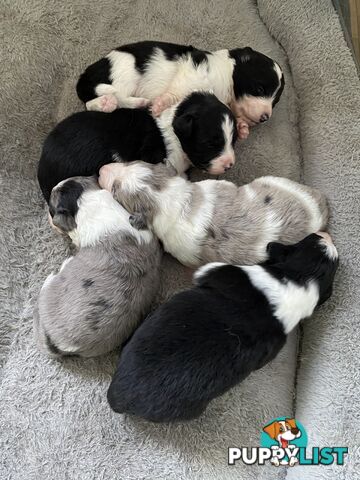 Border Collie Puppies