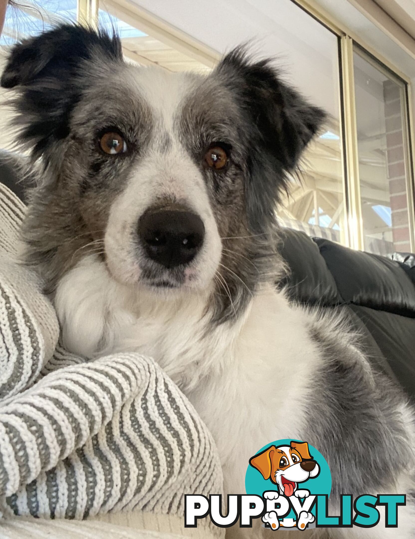 Border Collie Puppies