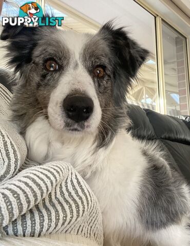 Border Collie Puppies
