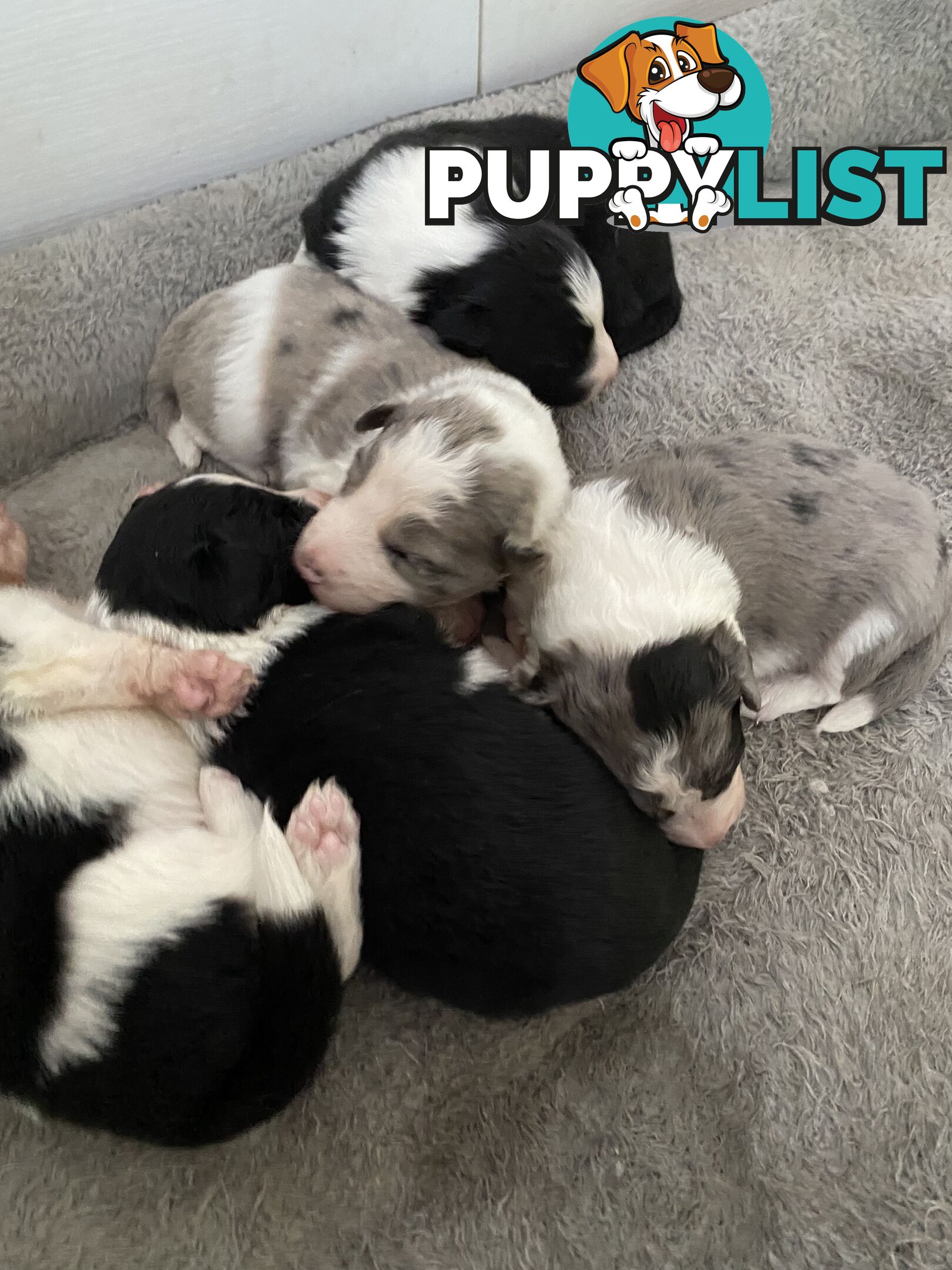 Border Collie Puppies