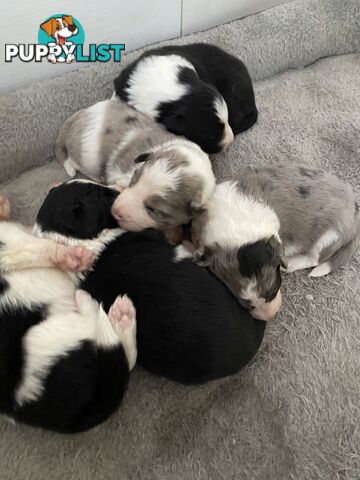 Border Collie Puppies
