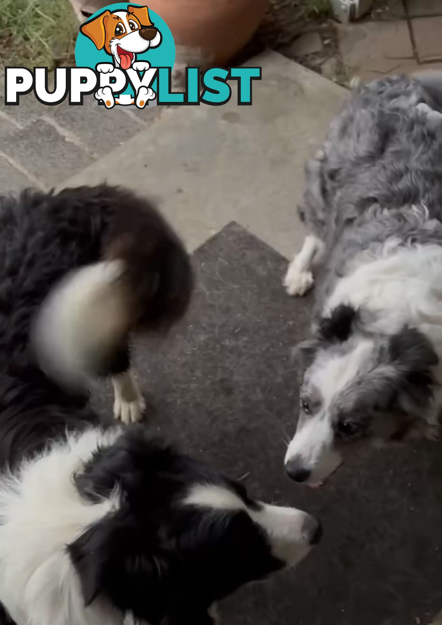 Border Collie Puppies