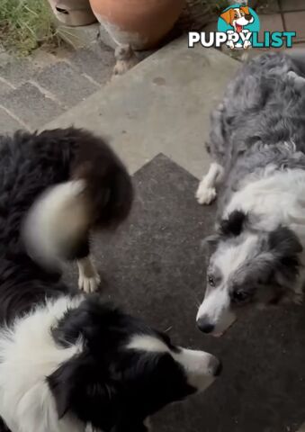 Border Collie Puppies