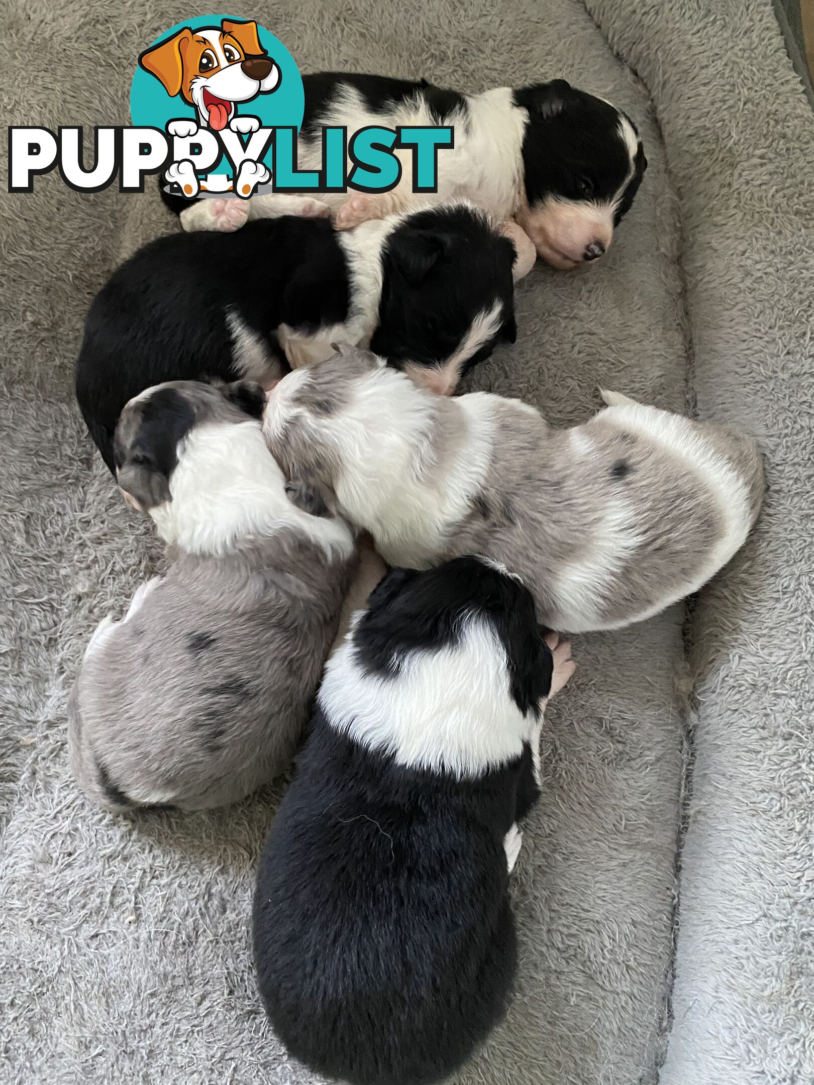 Border Collie Puppies