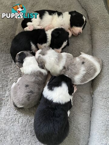 Border Collie Puppies