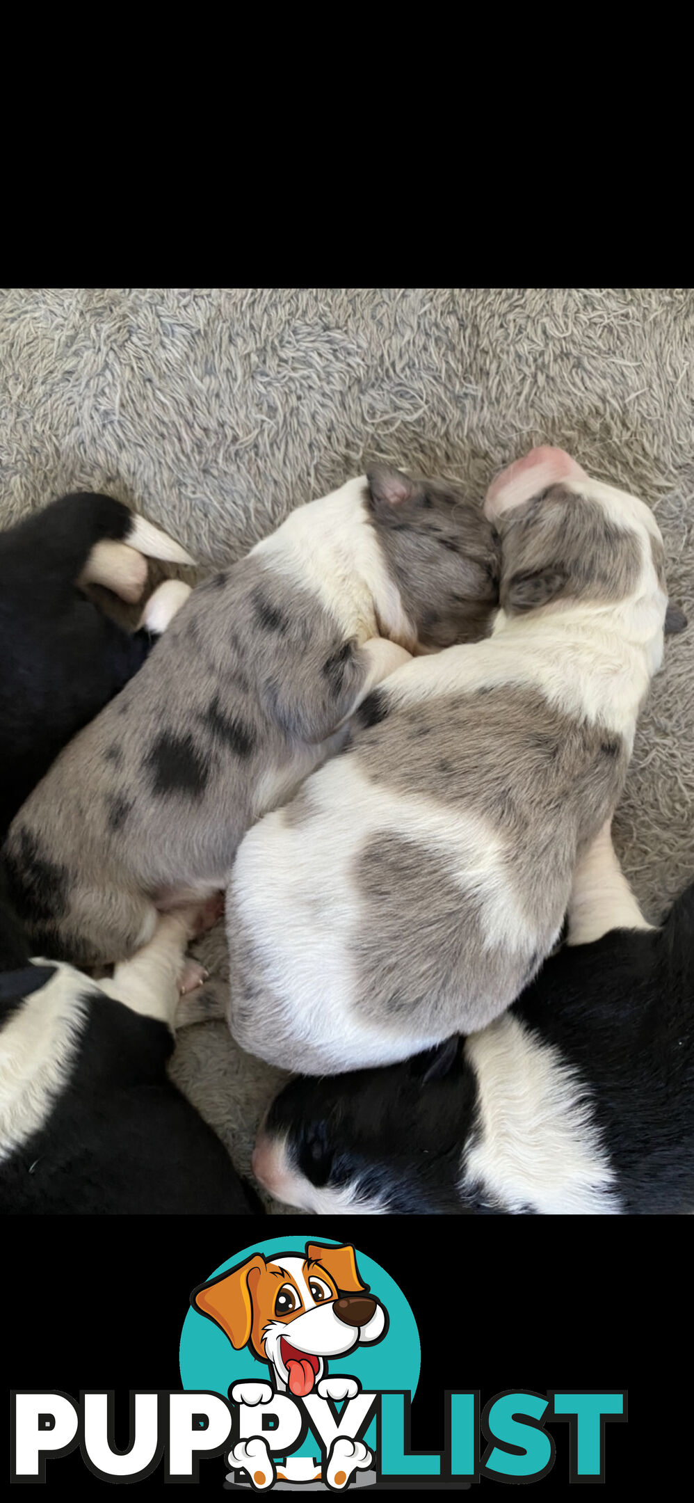 Border Collie Puppies
