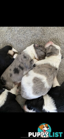 Border Collie Puppies