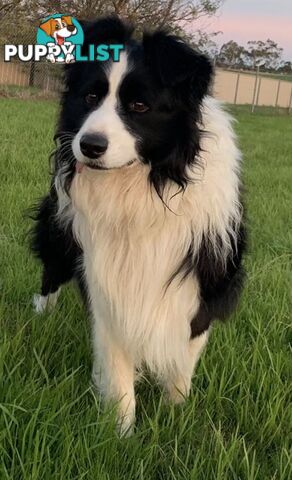 Border Collie Puppies