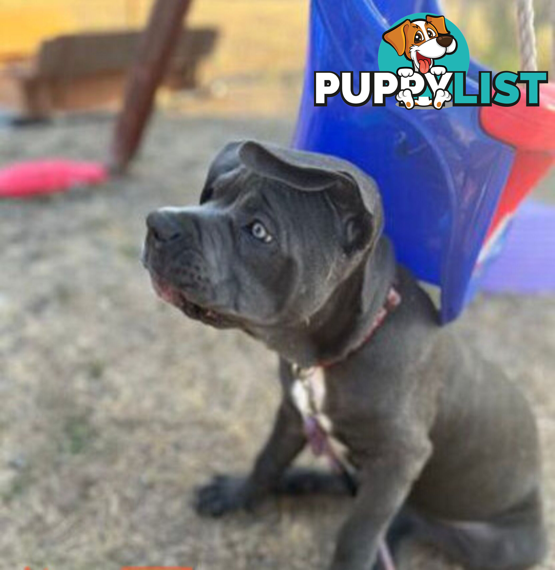 Pure Breed Neapolitan Mastiff Puppies For Sale