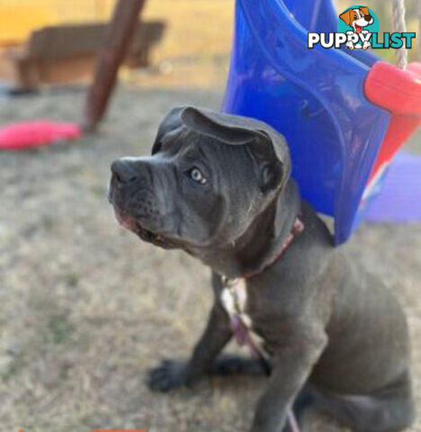 Pure Breed Neapolitan Mastiff Puppies For Sale