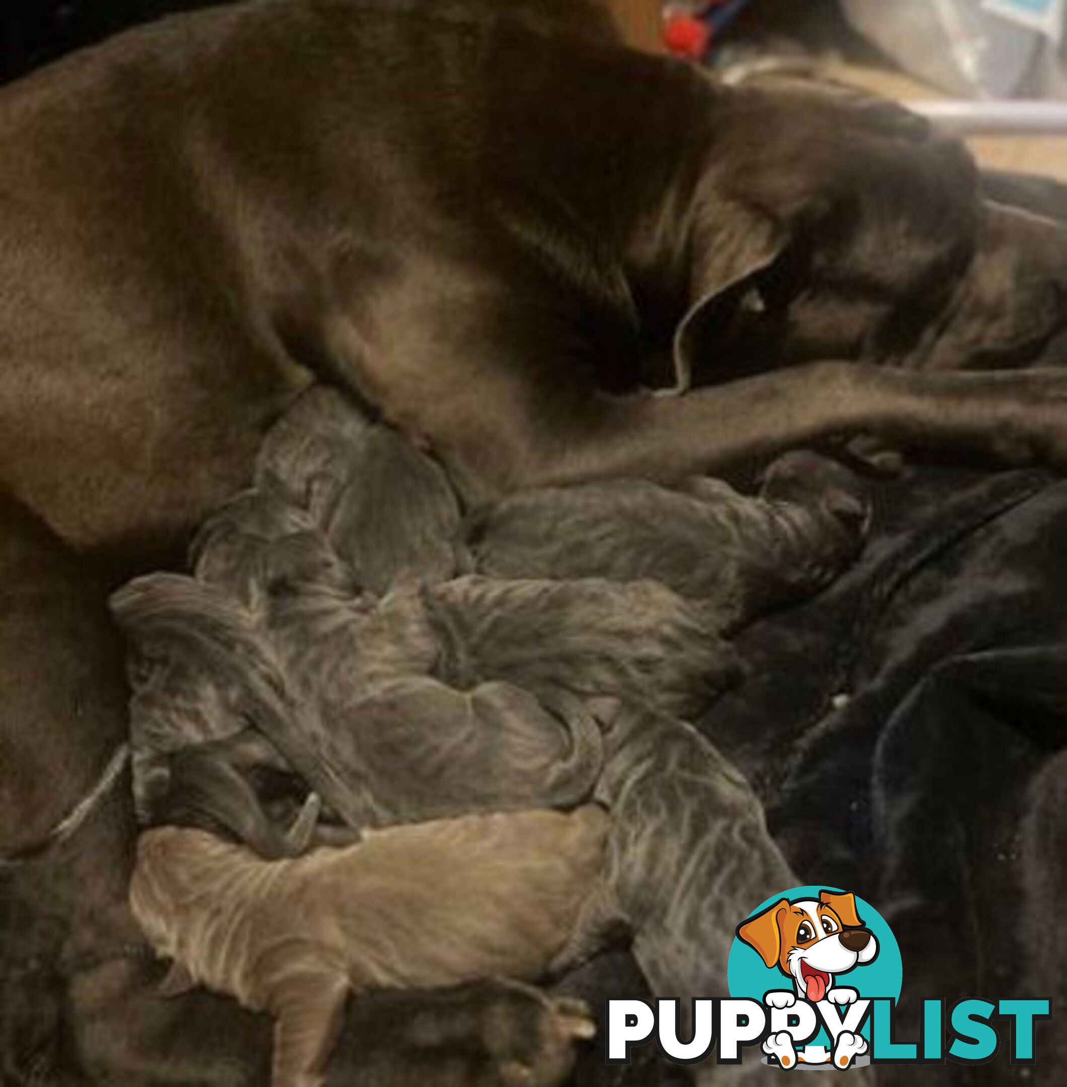 Pure Breed Neapolitan Mastiff Puppies For Sale