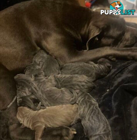 Pure Breed Neapolitan Mastiff Puppies For Sale