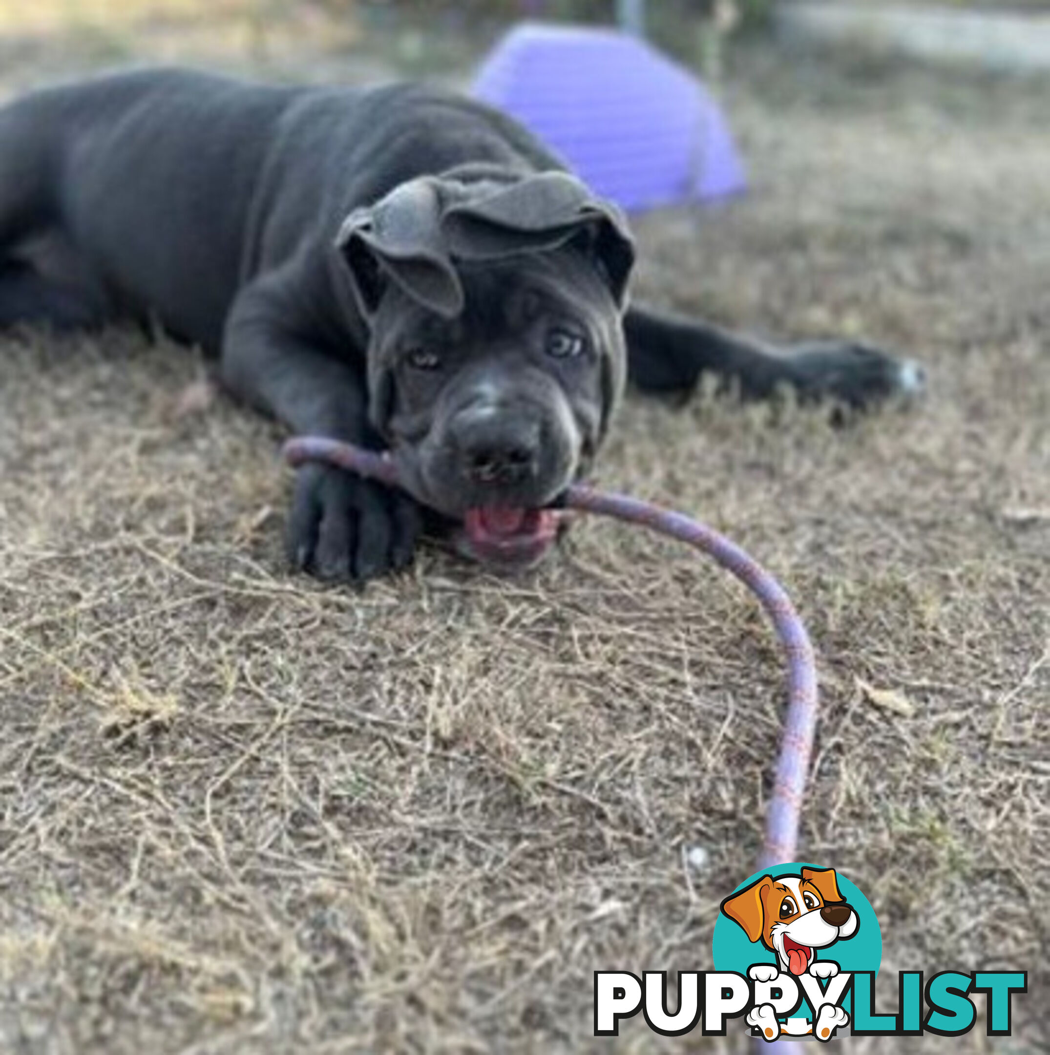 Pure Breed Neapolitan Mastiff Puppies For Sale