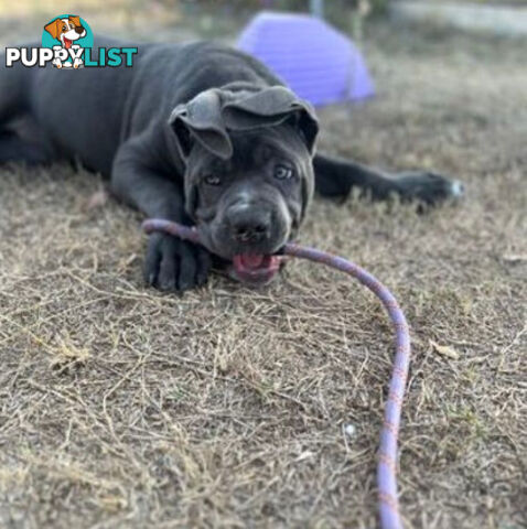 Pure Breed Neapolitan Mastiff Puppies For Sale