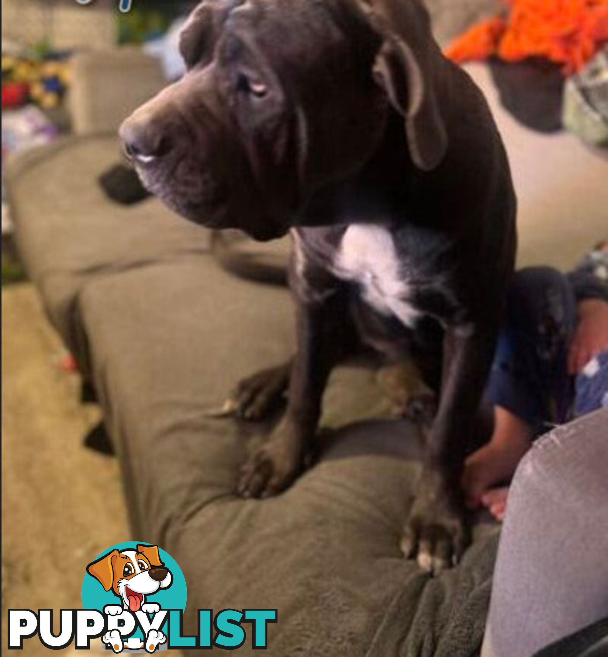 Pure Breed Neapolitan Mastiff Puppies For Sale